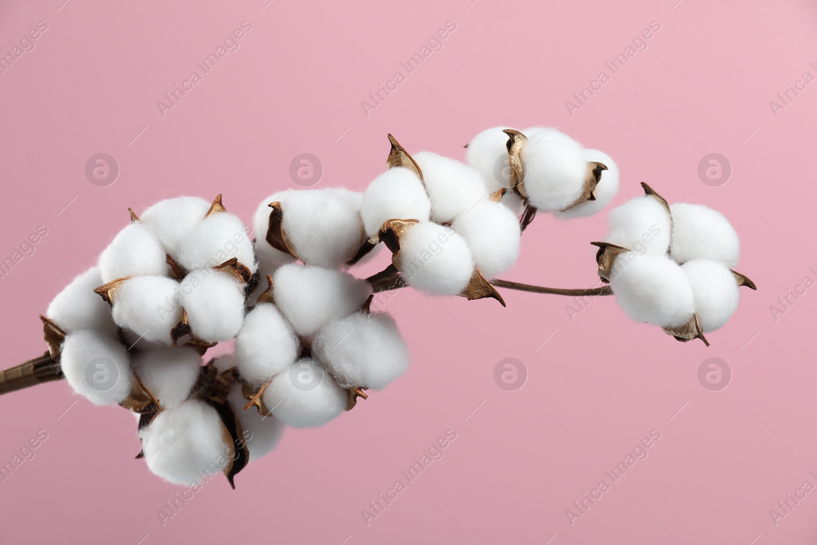 Photo of Beautiful cotton branch with fluffy flowers on pink background