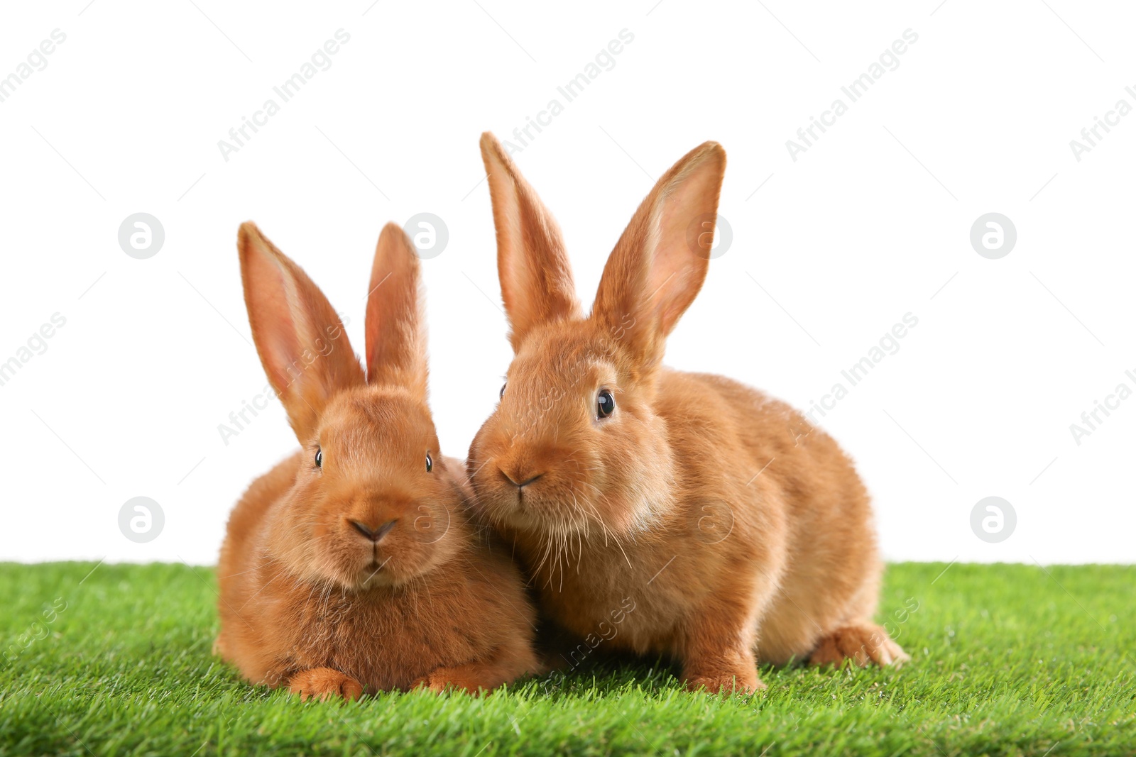 Photo of Cute bunnies on green grass against white background. Easter symbol