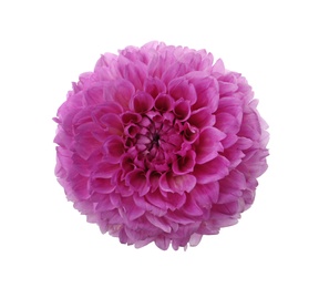 Photo of Beautiful purple dahlia flower isolated on white