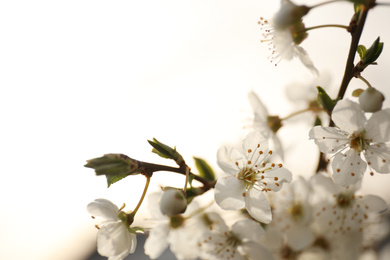 Photo of Closeup view of blossoming tree outdoors on spring day