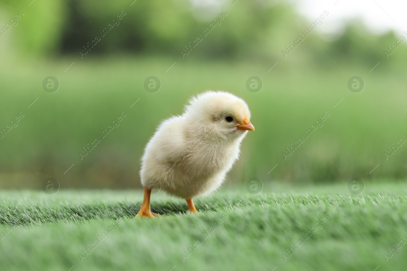 Photo of Cute chick on green artificial grass outdoors, closeup. Baby animal