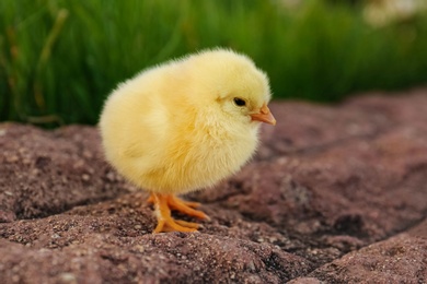 Photo of Cute fluffy baby chicken on stone outdoors, closeup. Farm animal