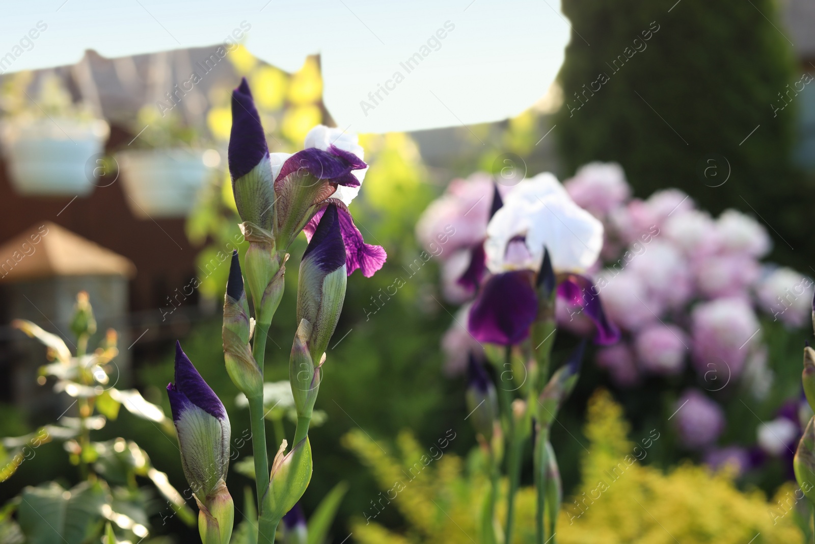 Photo of Beautiful blossoming iris outdoors, closeup. Space for text