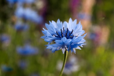 Photo of Beautiful blue cornflower outdoors on summer day, closeup
