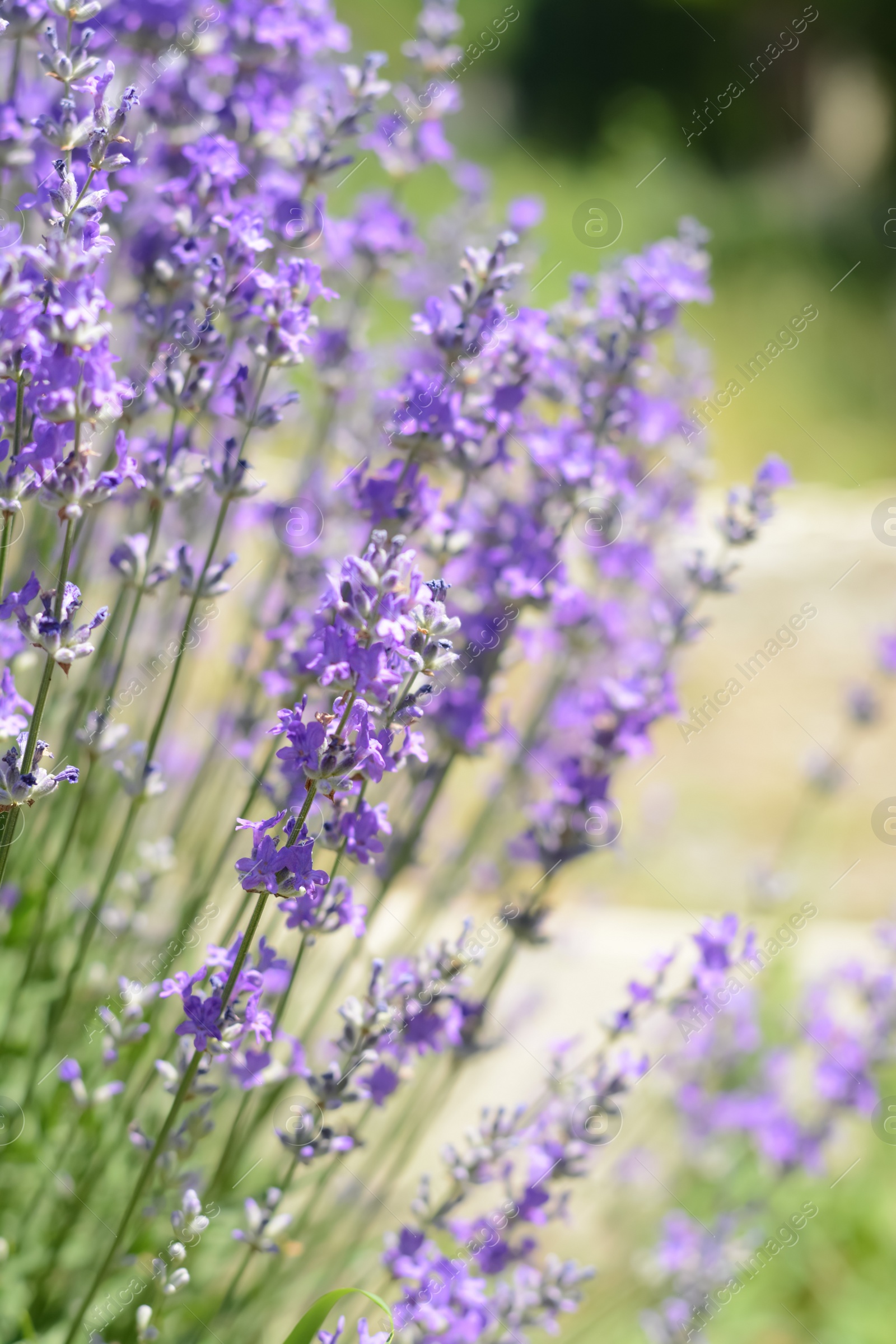 Photo of Beautiful lavender flowers growing in field, closeup