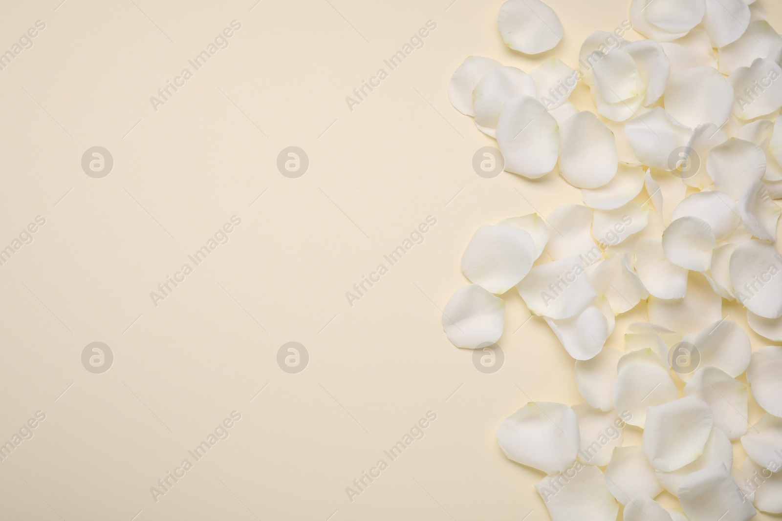 Photo of Beautiful white rose flower petals on beige background, flat lay. Space for text