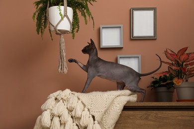 Photo of Curious sphynx cat playing with hanging houseplant at home