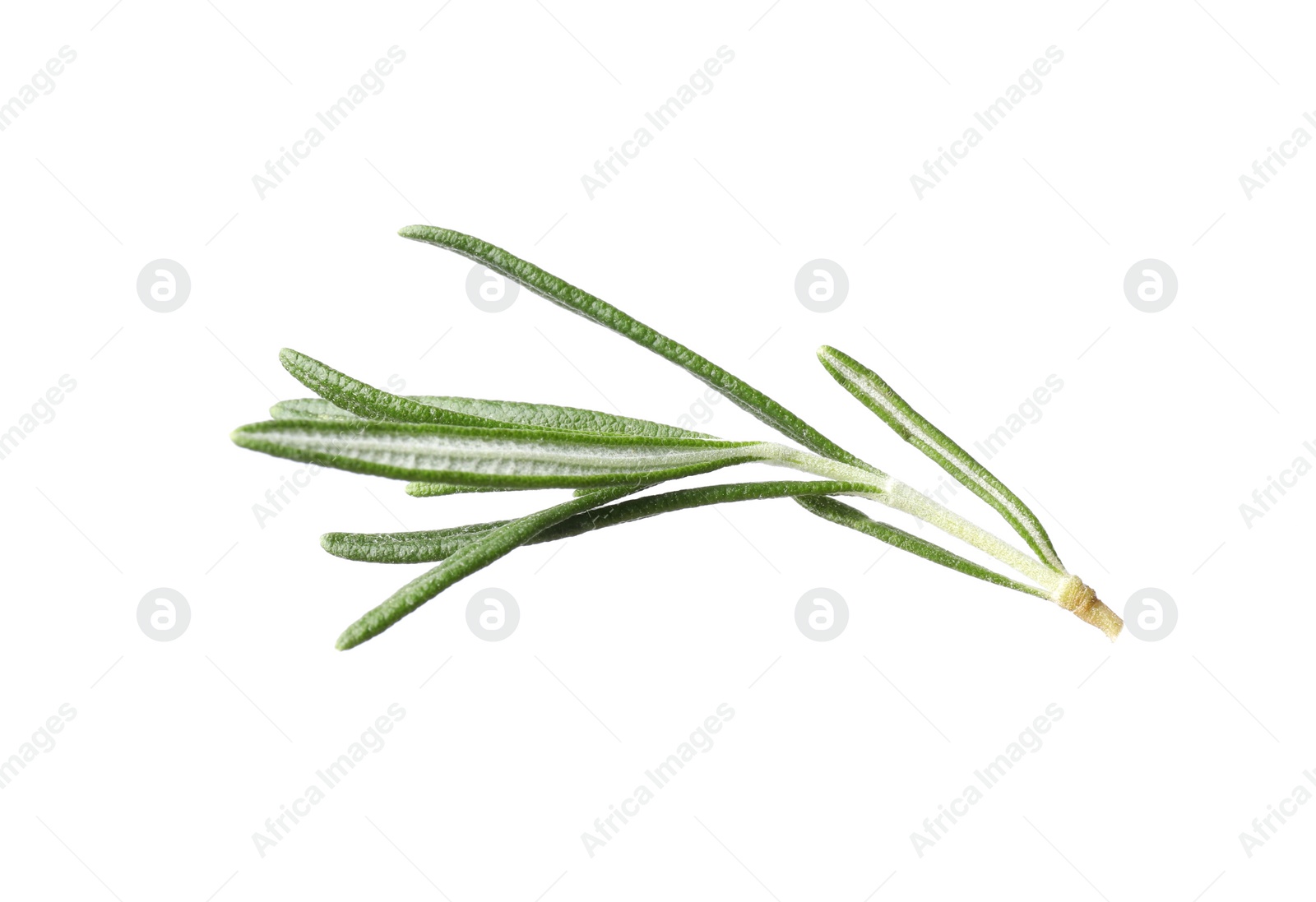 Photo of Aromatic fresh green rosemary isolated on white