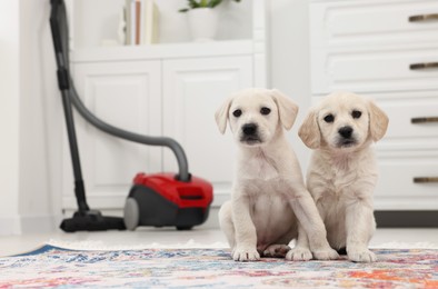 Photo of Cute little puppies on carpet at home. Space for text