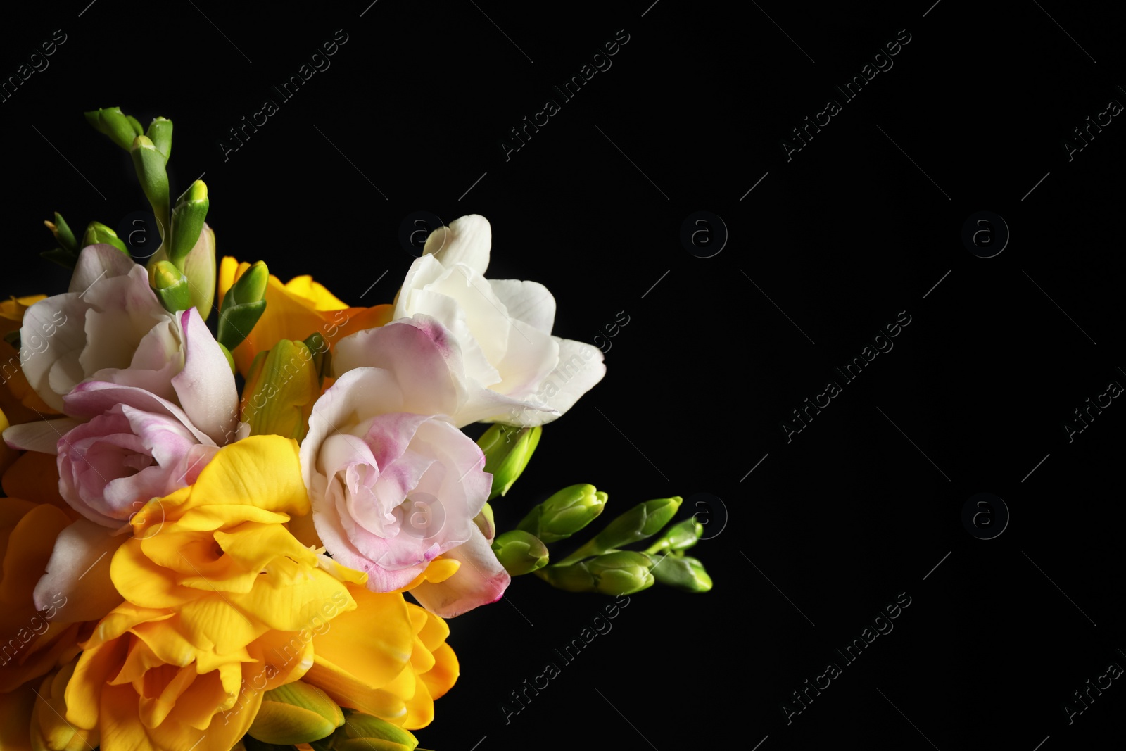 Photo of Bouquet of beautiful freesia flowers on black background, top view. Space for text