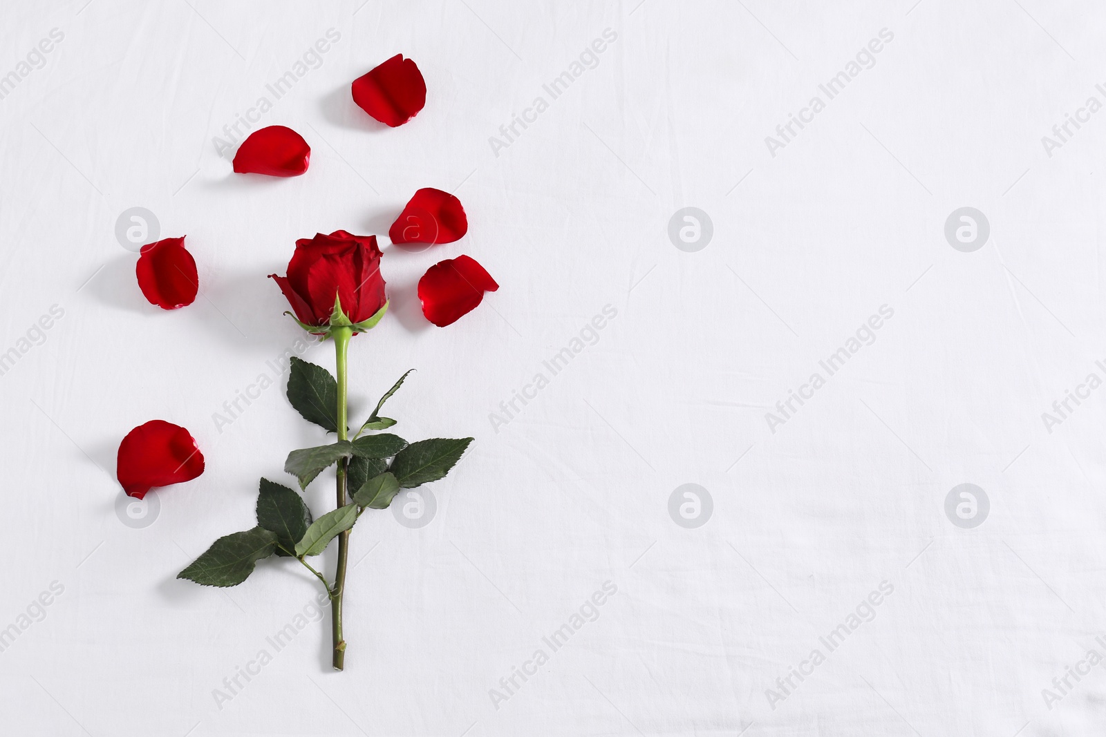 Photo of Honeymoon. Red rose and petals on bed, top view. Space for text