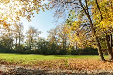 Photo of Picturesque view of park with beautiful trees. Autumn season