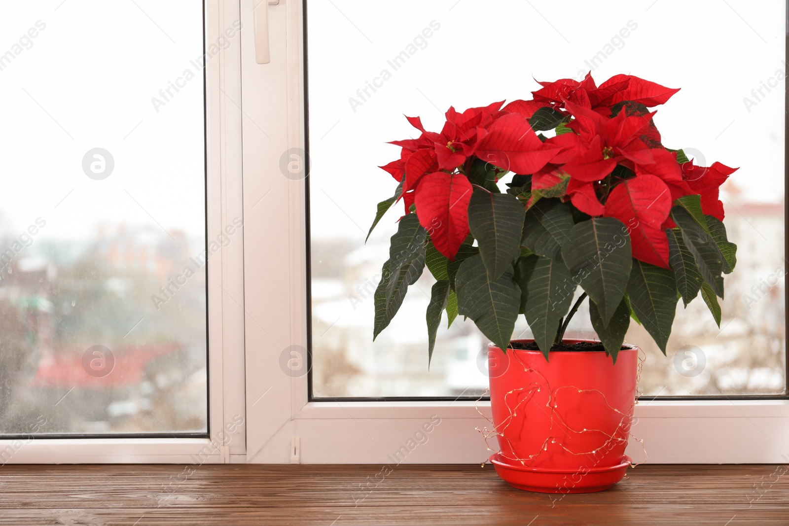 Photo of Beautiful poinsettia (traditional Christmas flower) in pot on windowsill. Space for text