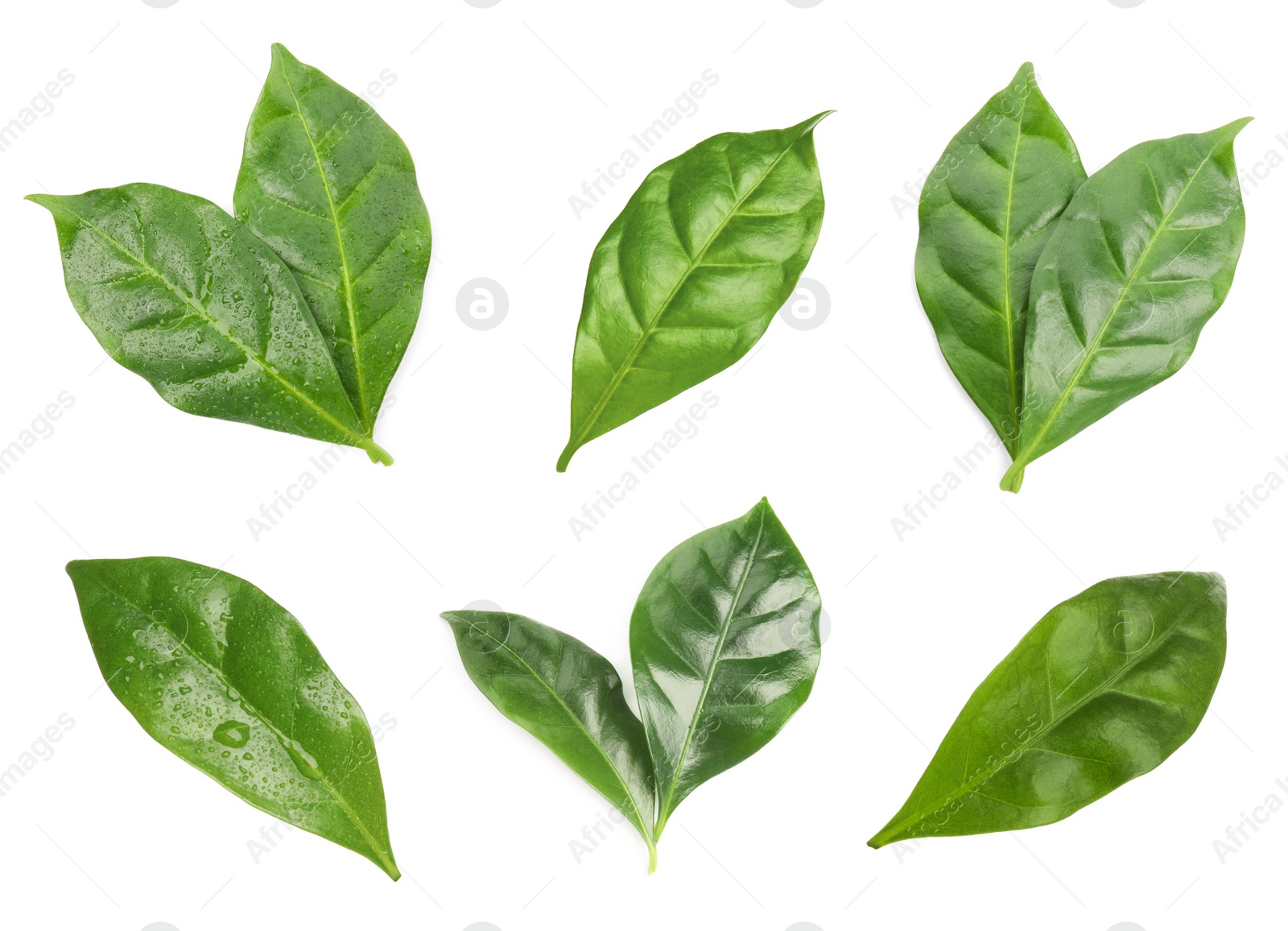 Image of Set with fresh green leaves of coffee plant on white background