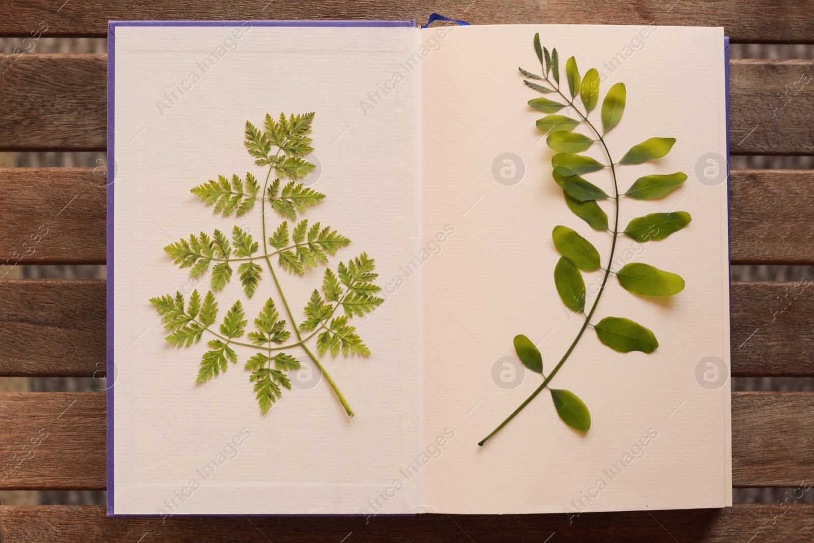 Photo of Book with dried green leaves on wooden table, top view