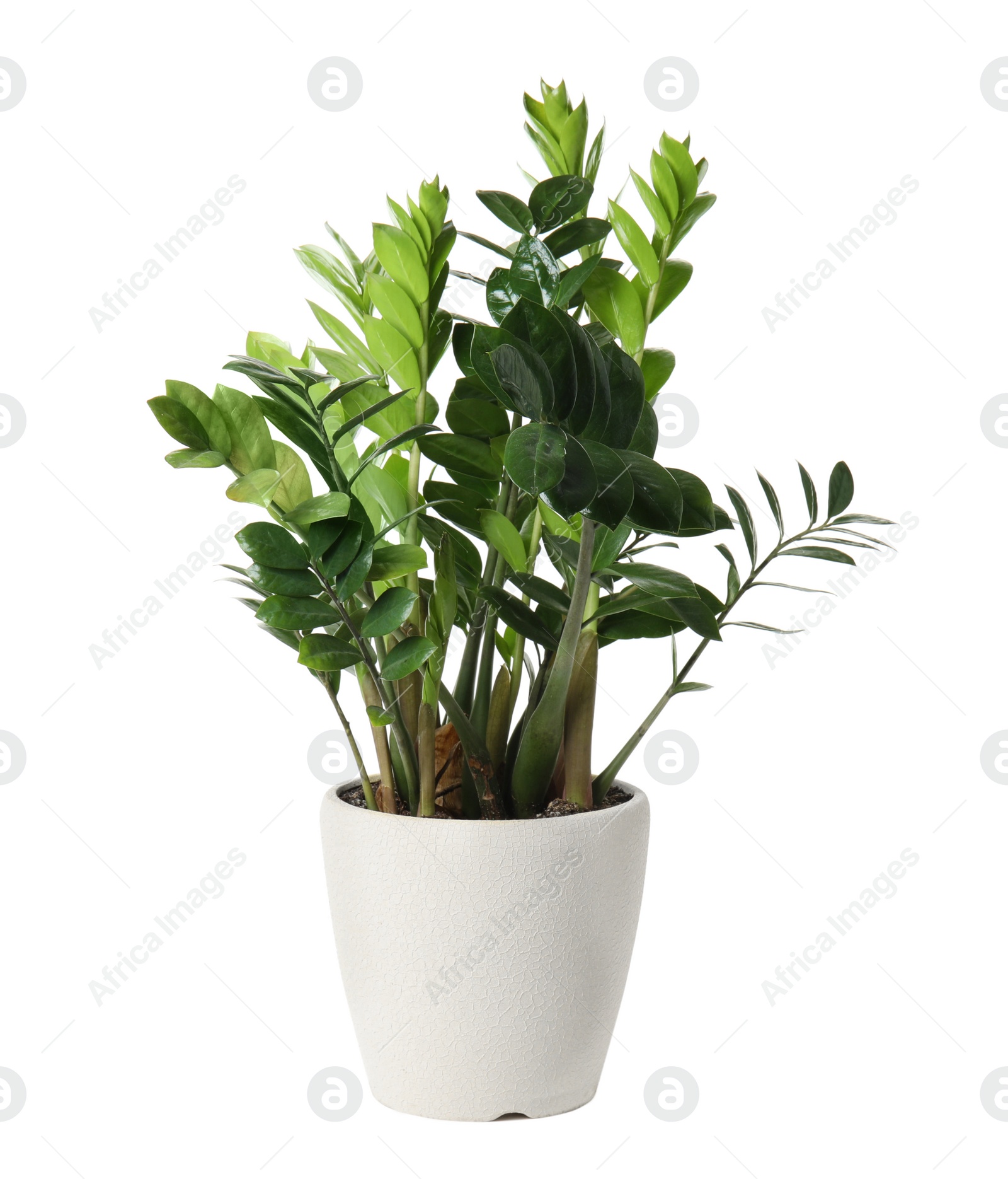 Photo of Pot with Zamioculcas home plant on white background