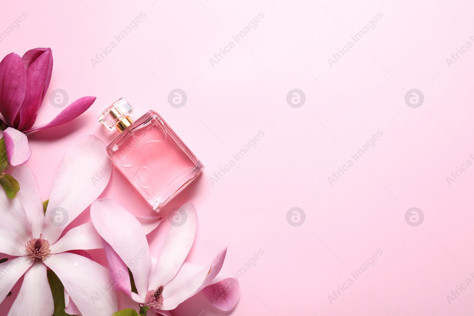 Photo of Beautiful magnolia flowers and bottle of perfume on pink background, flat lay. Space for text