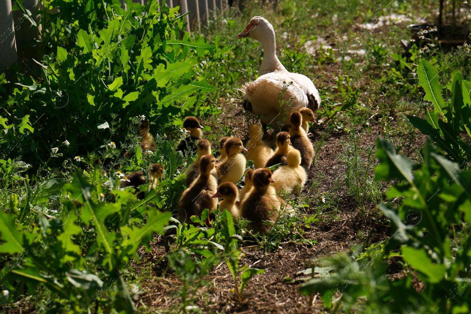 Photo of Cute fluffy ducklings with mother in farmyard