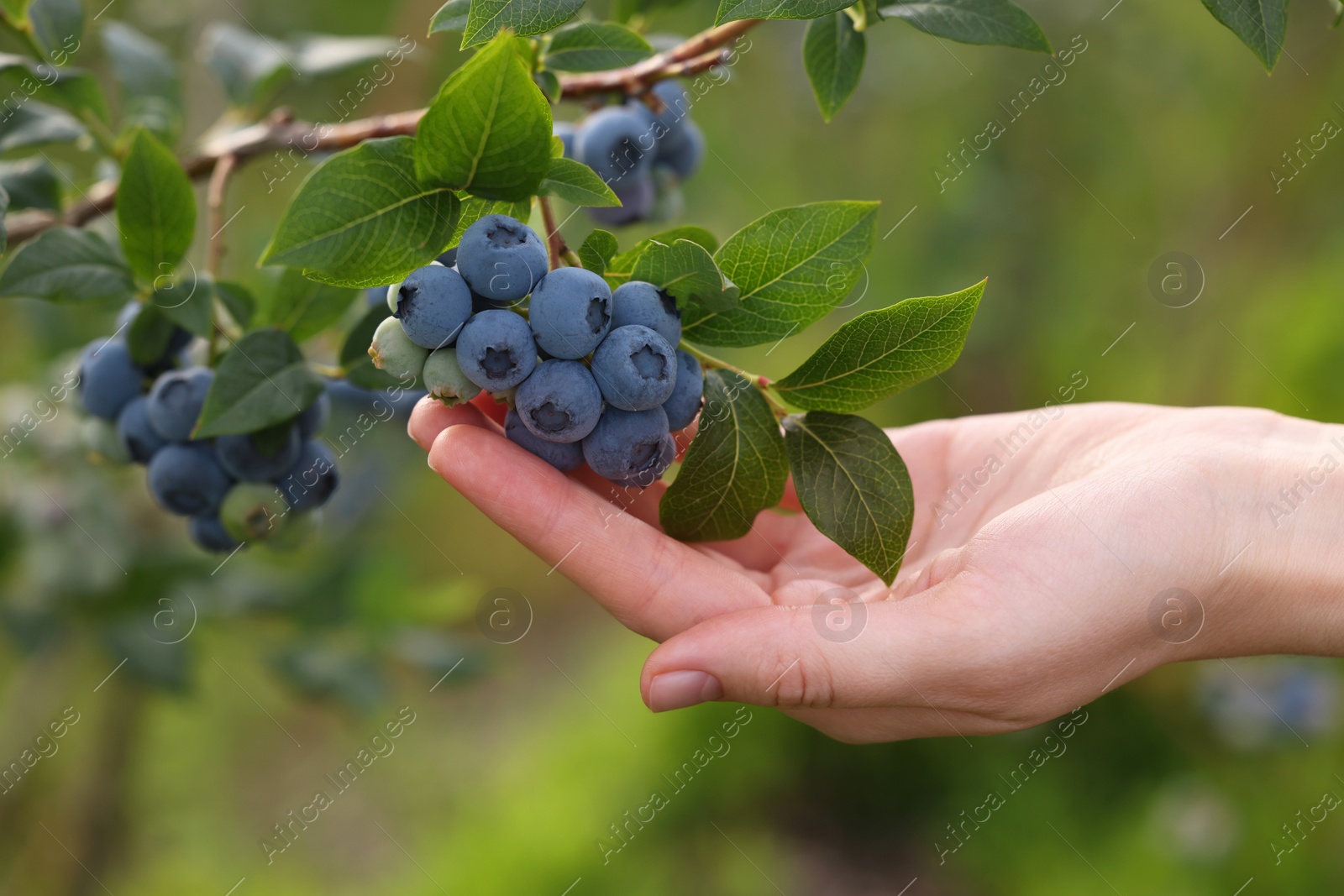 Photo of Woman picking up wild blueberries outdoors, closeup. Seasonal berries