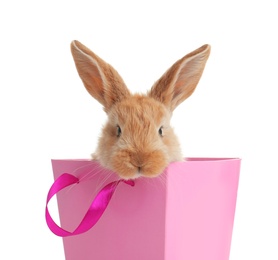 Adorable furry Easter bunny in gift paper bag on white background