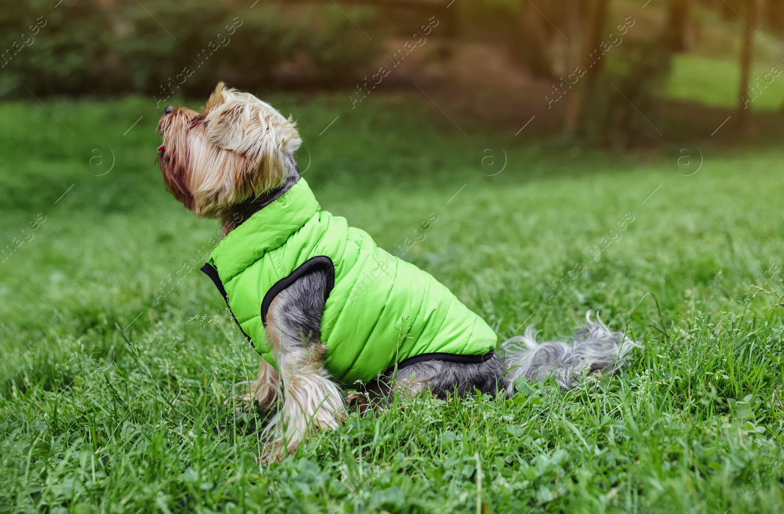Photo of Cute Yorkshire terrier wearing stylish pet clothes in park