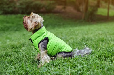 Photo of Cute Yorkshire terrier wearing stylish pet clothes in park