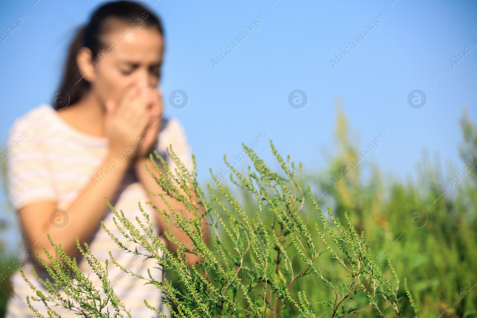 Photo of Blooming ragweed plant (Ambrosia genus) and blurred woman on background, closeup. Seasonal allergy