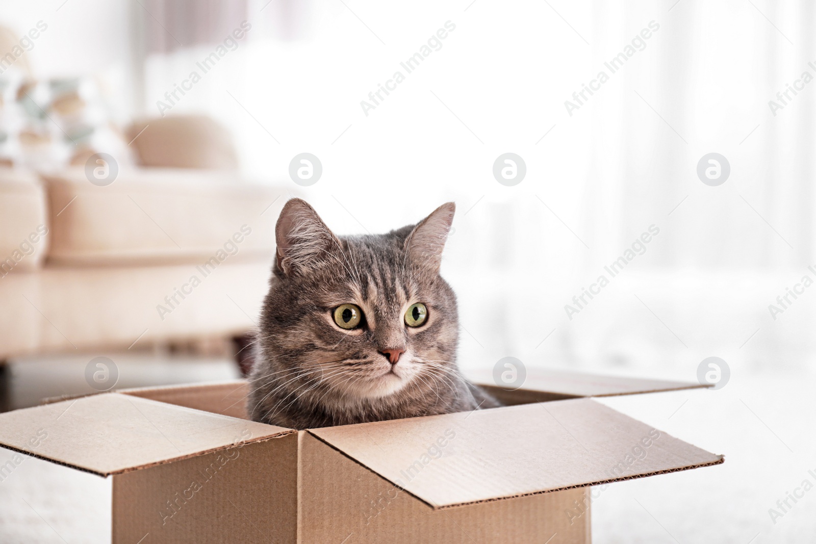 Photo of Cute grey tabby cat in cardboard box on floor at home