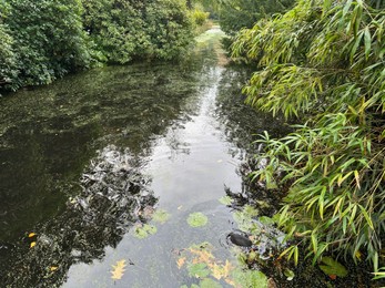 Photo of Beautiful water channel and bushes in park