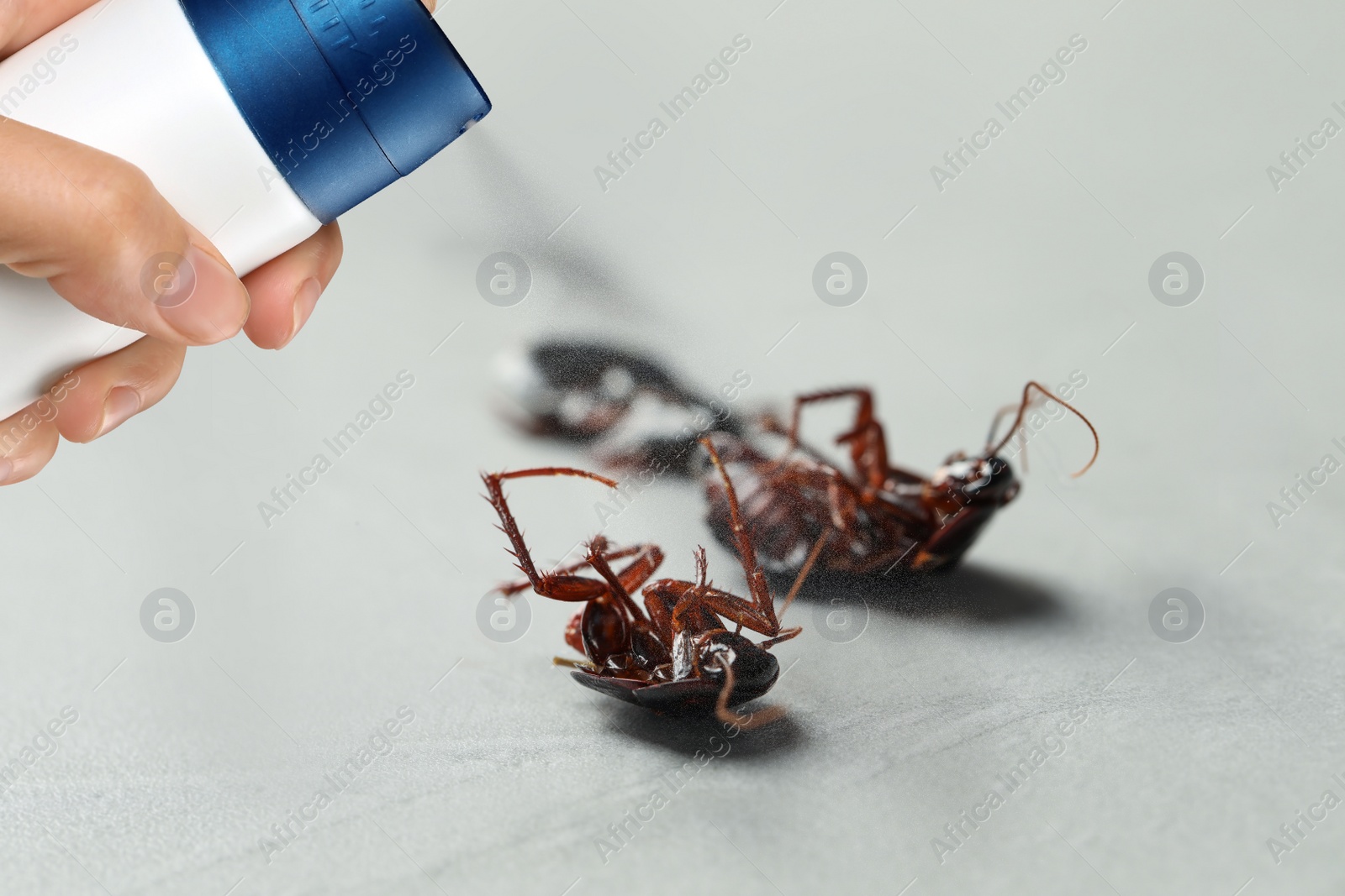 Image of Pest control. Using household insecticide to kill cockroaches at home, closeup