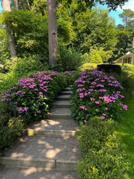 Pathway among beautiful hydrangea shrubs with violet flowers outdoors