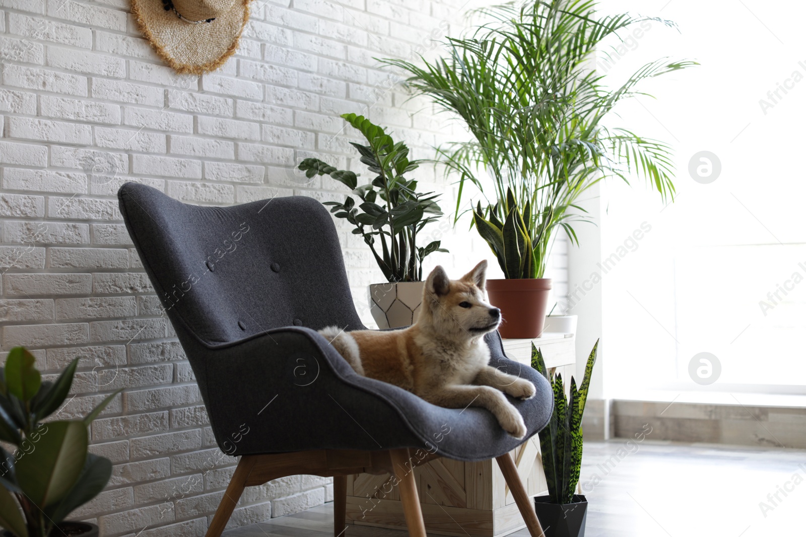 Photo of Cute Akita Inu dog on armchair in room with houseplants