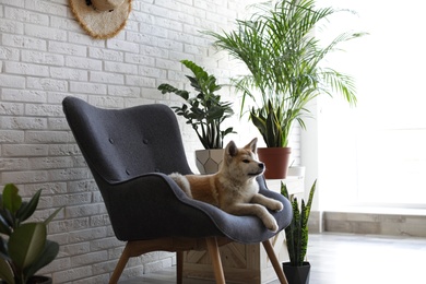 Photo of Cute Akita Inu dog on armchair in room with houseplants