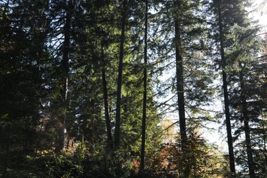 Picturesque view of beautiful coniferous forest on sunny day