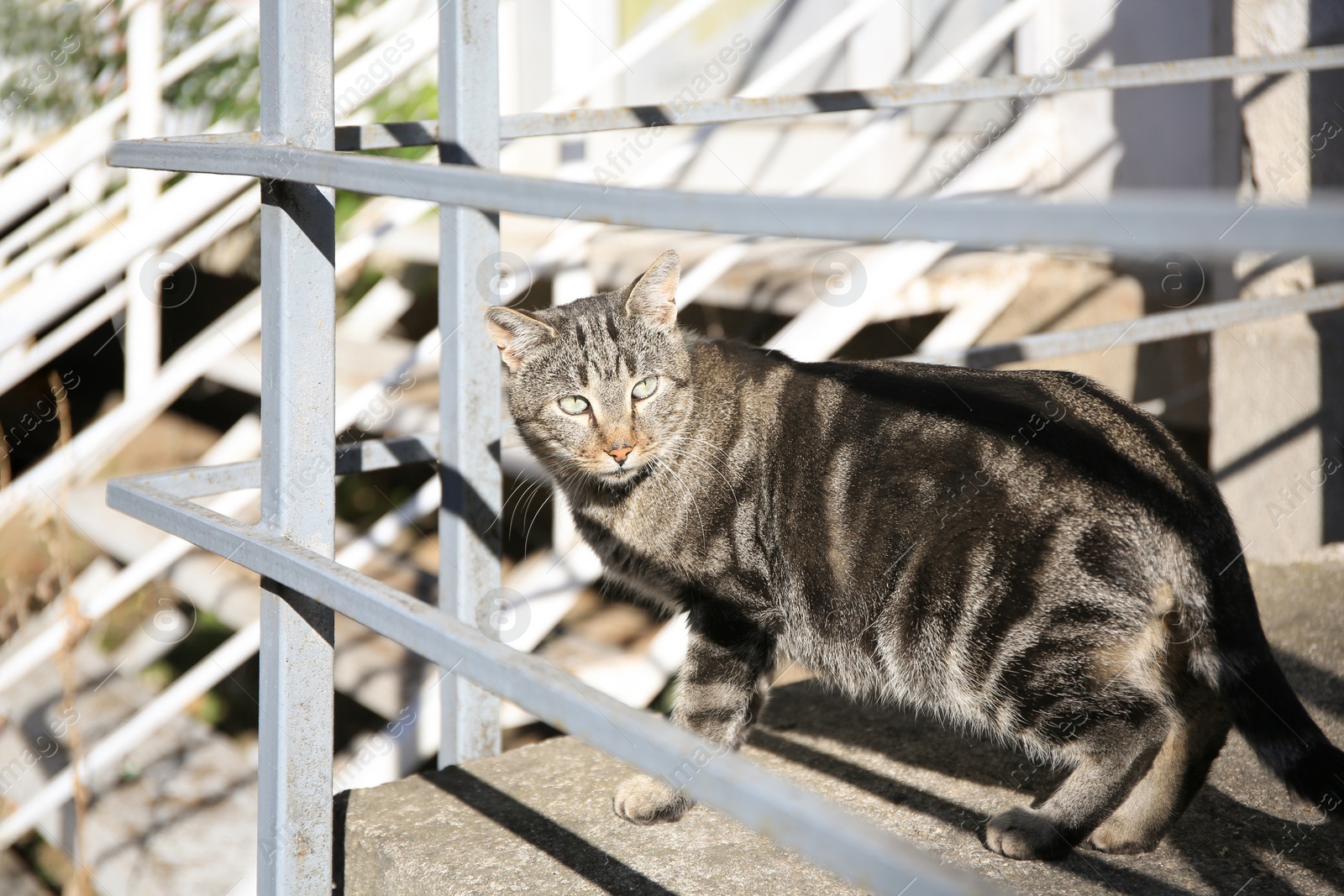 Photo of Lonely stray cat on stairs outdoors. Homeless pet