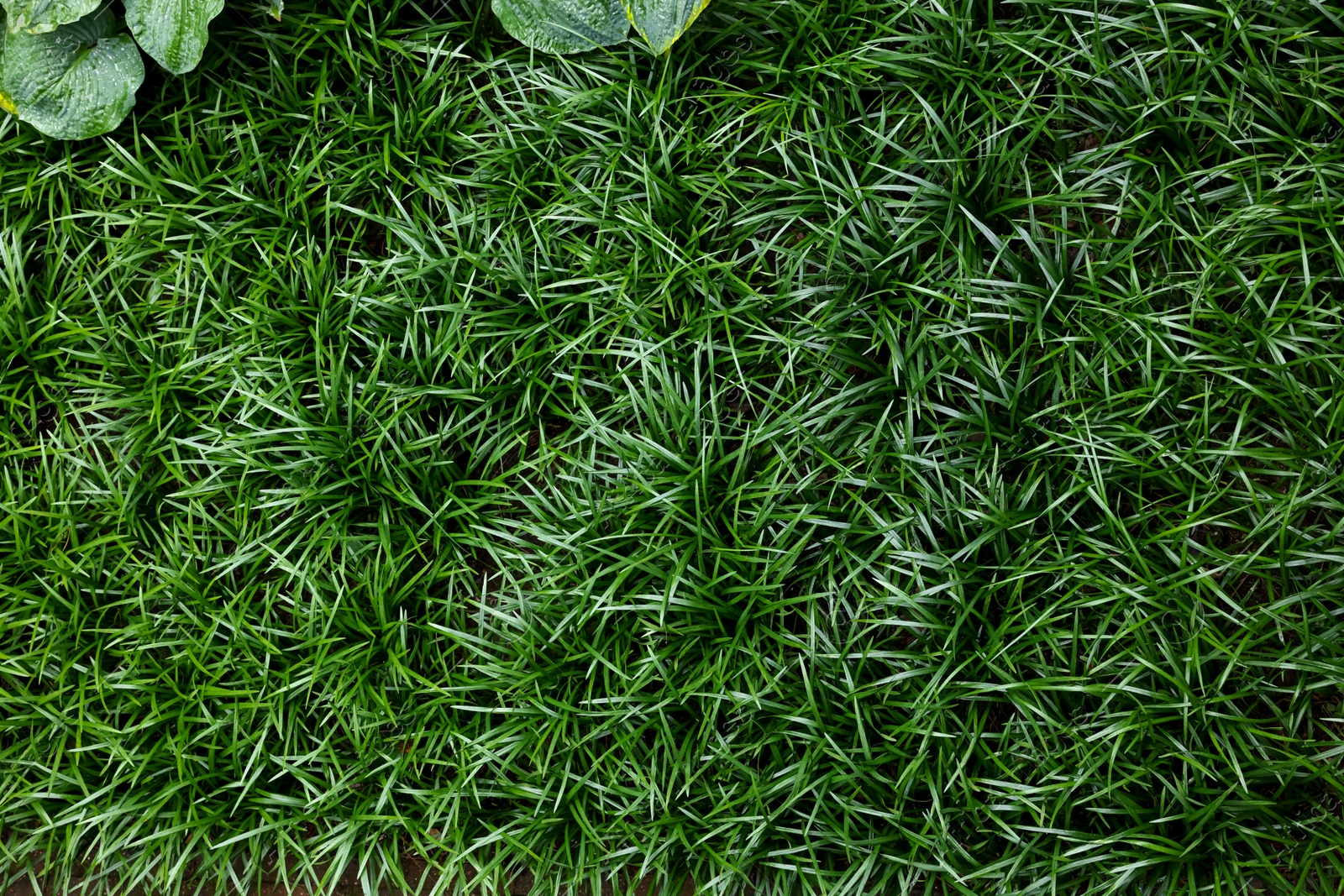 Photo of Texture of green grass as background, top view