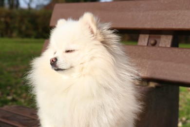 Cute fluffy Pomeranian dog on wooden bench outdoors. Lovely pet