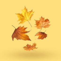 Image of Different autumn leaves falling on pale orange background