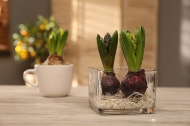 Photo of Hyacinth flowers with bulbs on white wooden table indoors