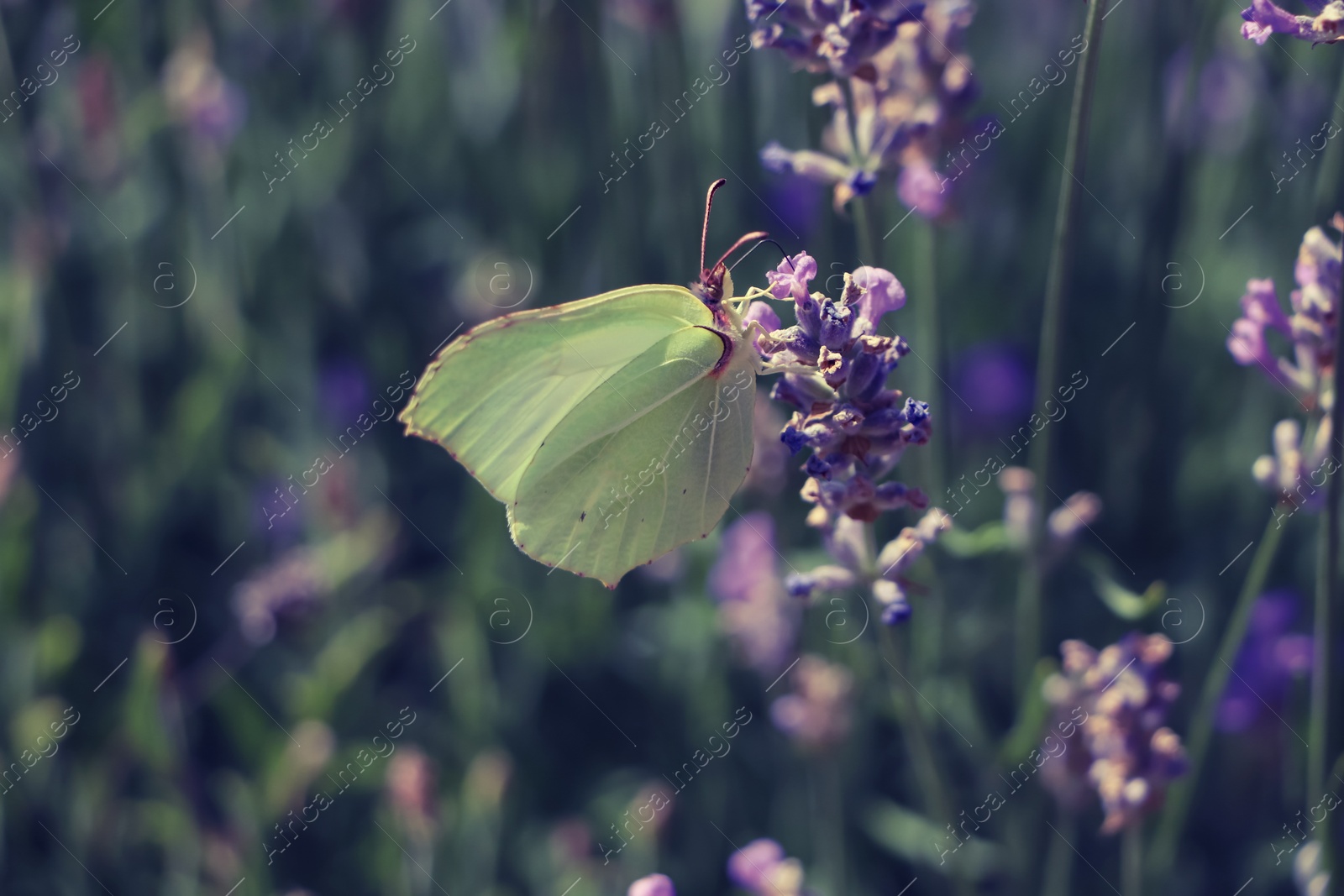 Photo of Beautiful butterfly in lavender field on summer day, closeup