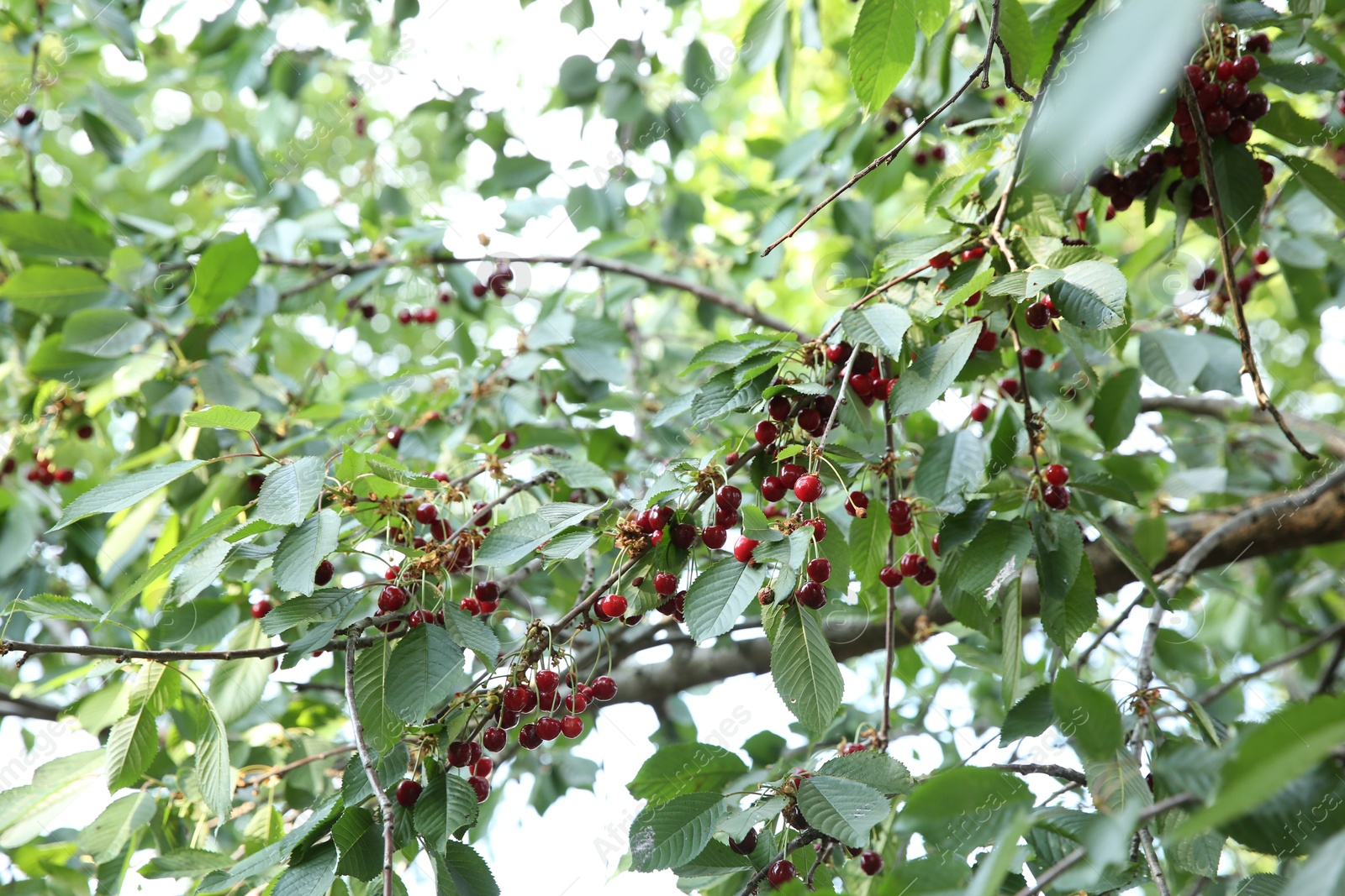 Photo of Cherry tree with green leaves and ripe berries growing outdoors