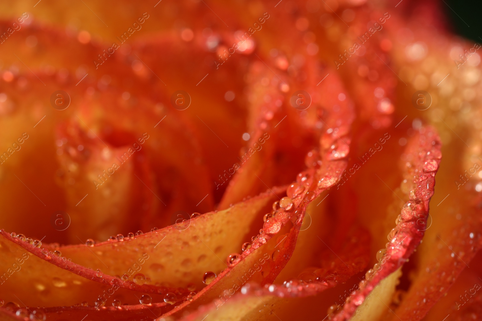 Photo of Closeup view of beautiful blooming rose with dew drops as background