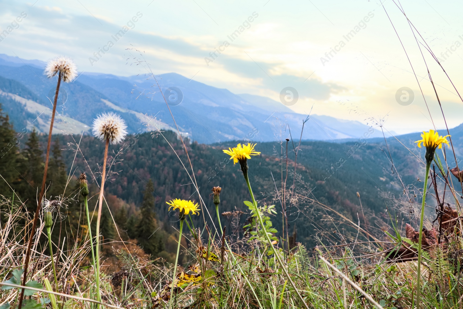 Photo of Beautiful view of wild flowers growing on beautiful hill