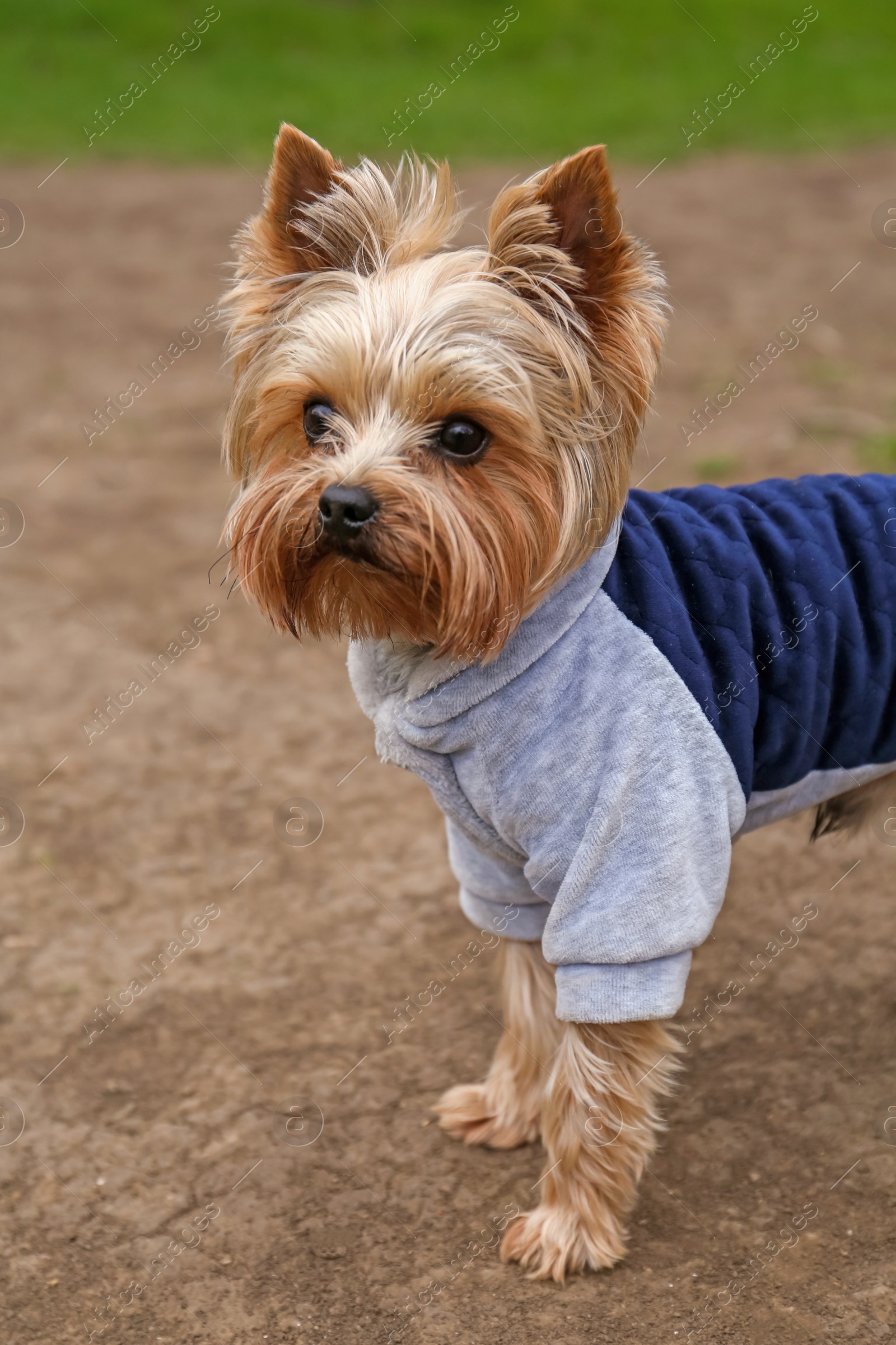 Photo of Adorable Yorkshire terrier outdoors on spring day