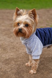 Adorable Yorkshire terrier outdoors on spring day