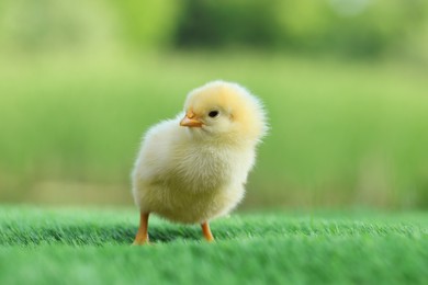Cute chick on green artificial grass outdoors, closeup. Baby animal
