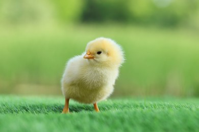 Photo of Cute chick on green artificial grass outdoors, closeup. Baby animal