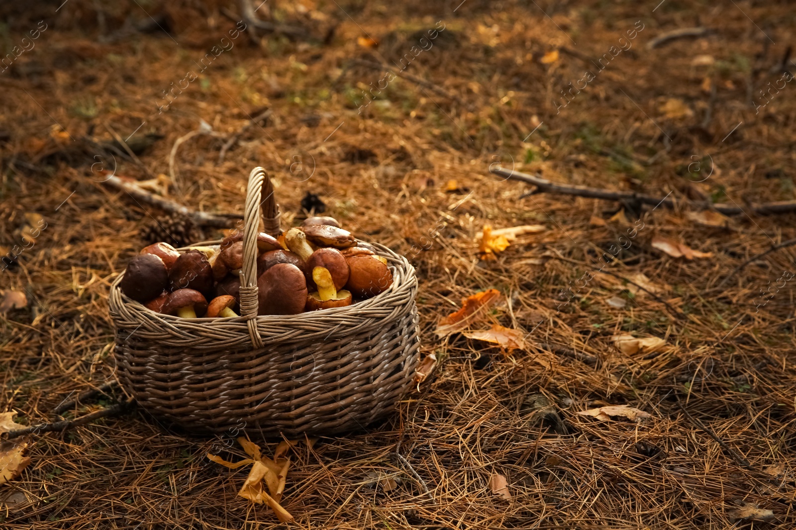 Photo of Basket full of fresh boletus mushrooms in forest
