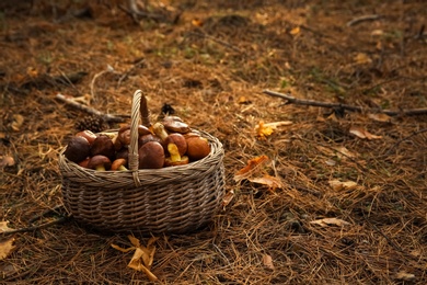 Basket full of fresh boletus mushrooms in forest