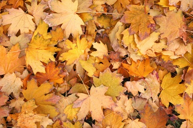 Photo of Ground covered with autumn maple leaves, flat lay
